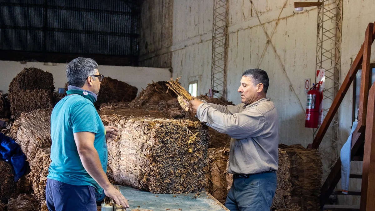 La campaña tabacalera consolidó a Corrientes y dejó $2.295 millones para productores
